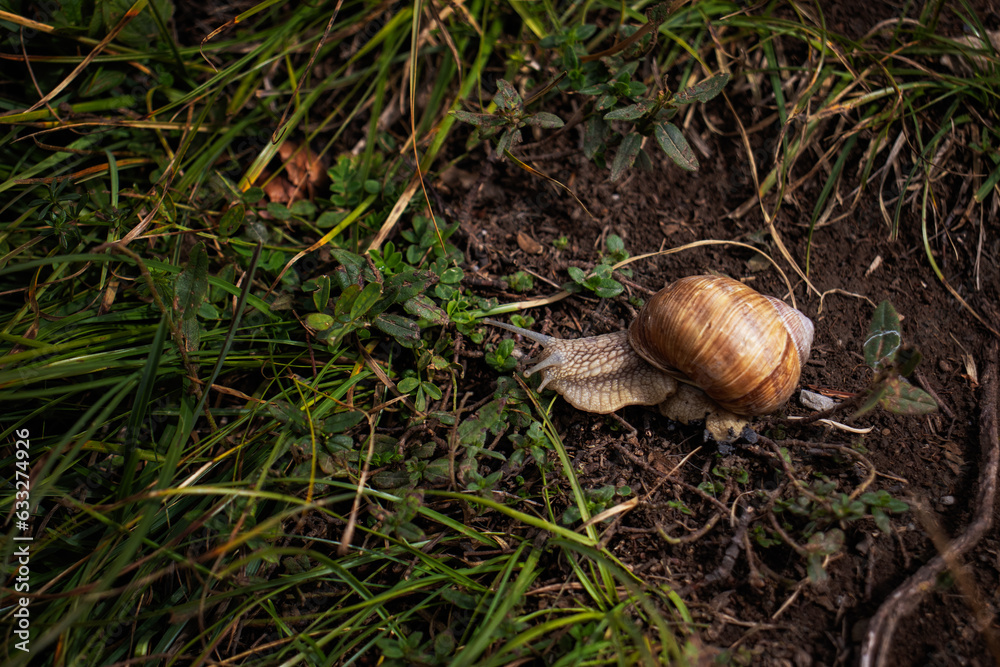 Caracol comiendo en el campo