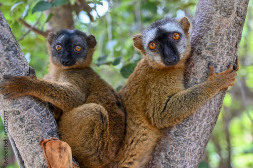 Common brown lemur,  Madagascar nature