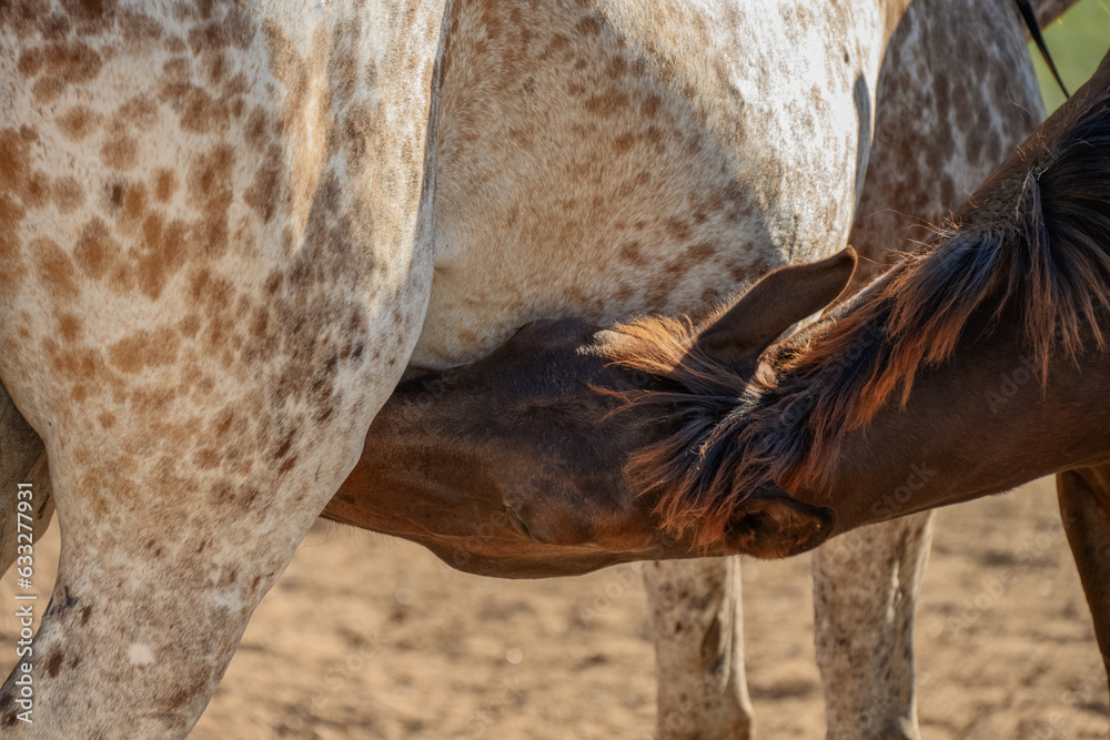 Foal is drinking milk from the mother breast in outdoors. Breastfeeding of yearling horse in pasture.