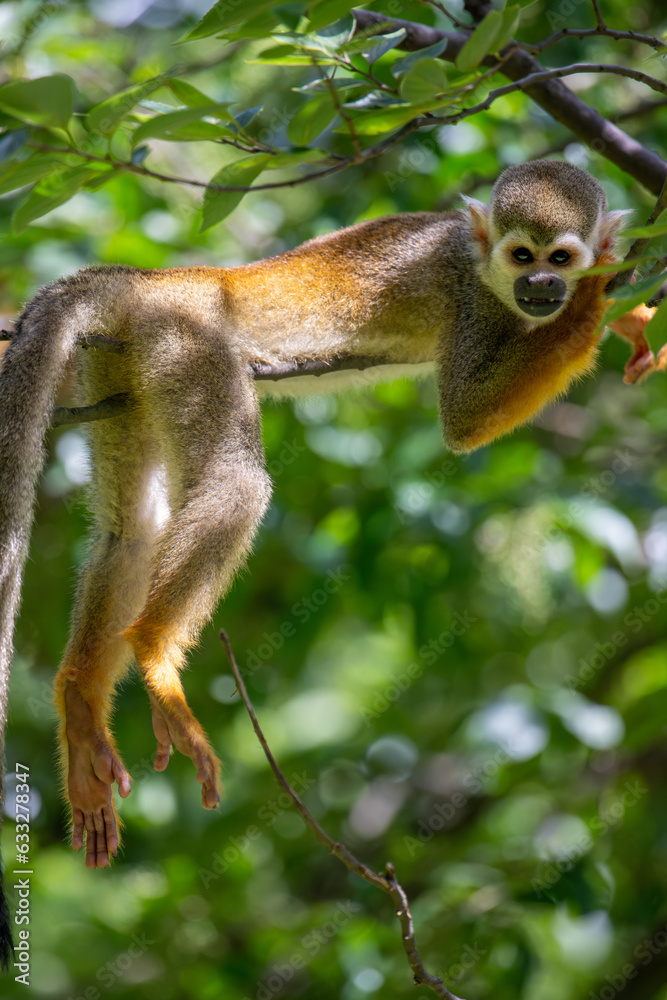 Obraz premium a squirrel monkey on the tree