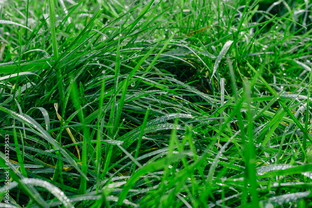 Close up of fresh thick grass with water drops in the early morning. Closeup of lush uncut green grass with drops of dew in soft morning light Close up of fresh thick grass with water drops in the early morning. Closeup of lush uncut green grass with drops of dew in soft morning light