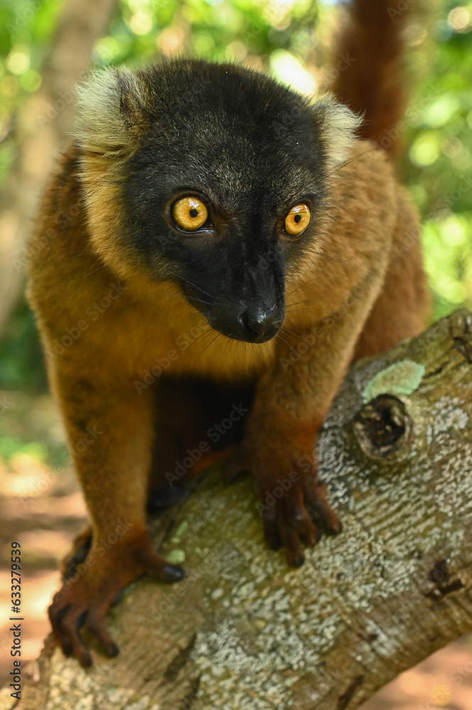Fototapeta premium Common brown lemur, Madagascar nature