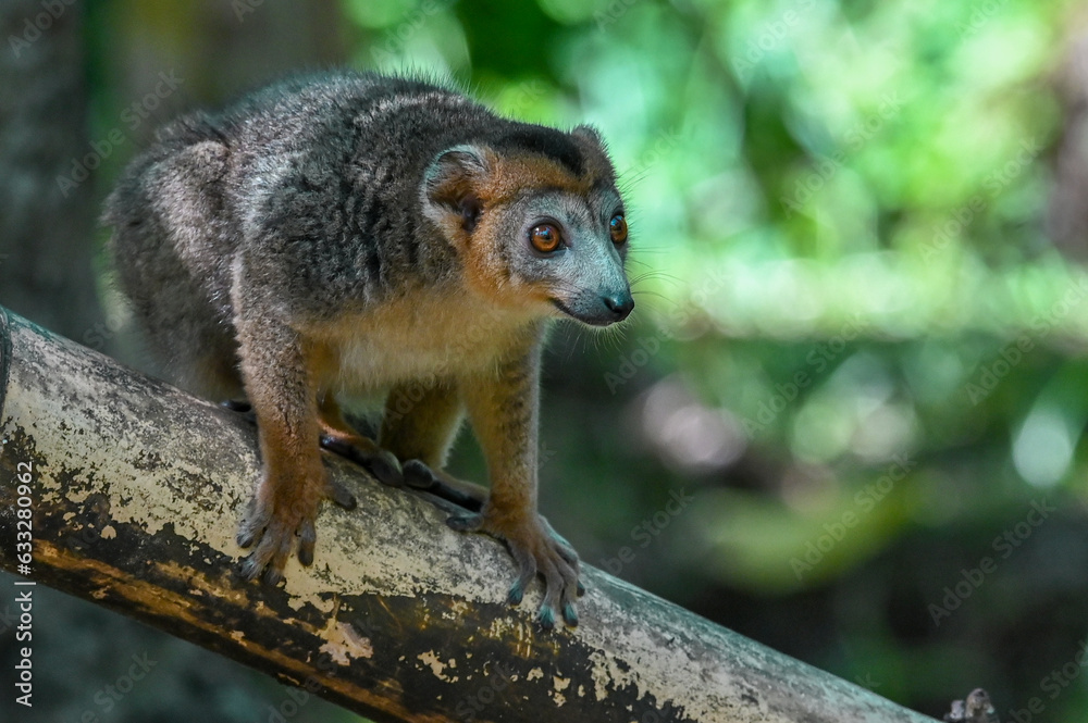 Naklejka premium Crowned lemur (Eulemur Coronatus), endemic lemur from northern Madagascar