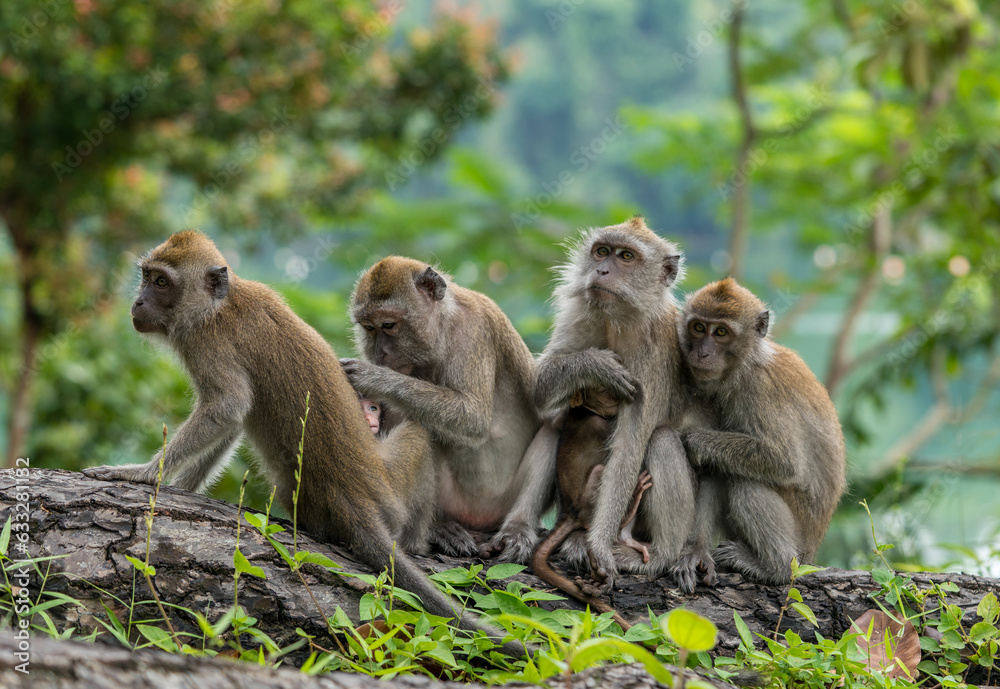 A family of long-tailed macaque monkeys playing in nature in Singapore.