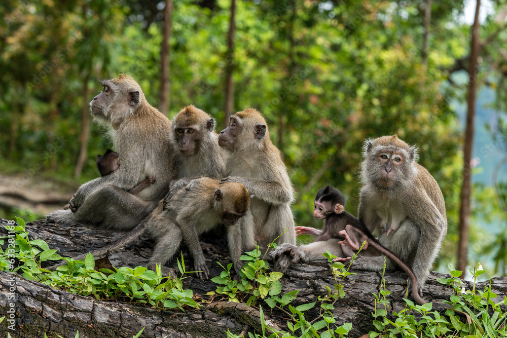 A family of long-tailed macaque monkeys playing in nature in Singapore. A family of long-tailed macaque monkeys playing in nature in Singapore.