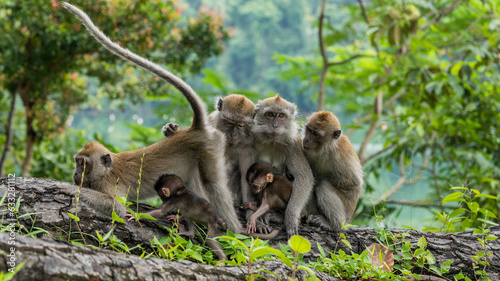 A family of long-tailed macaque monkeys playing in nature in Singapore.