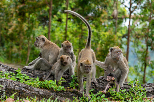 A family of long-tailed macaque monkeys playing in nature in Singapore. © hit1912