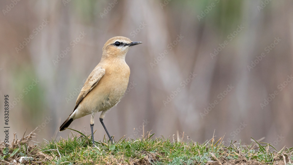 Birds, that I photographed in Turkey in 2023. Birds, that I photographed in Turkey in 2023.