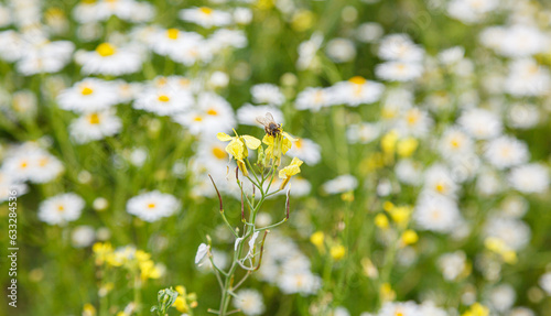 Beautiful summer field of daisies