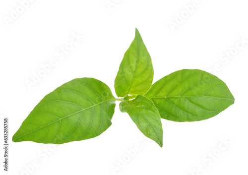 Andrographis paniculata plant transparent png