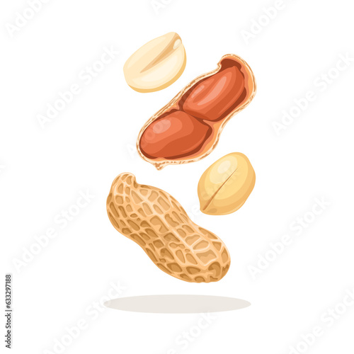 Vector illustration, whole and peeled peanuts, isolated on white background.