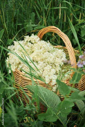 A wicker basket full of collected medicinal herb of the Labaznik. Folk and natural medicine photo