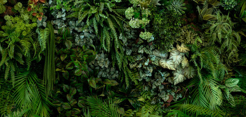 Poster Sprookjeswereld Tropisch groen blad op donkere achtergrond  © eakarat