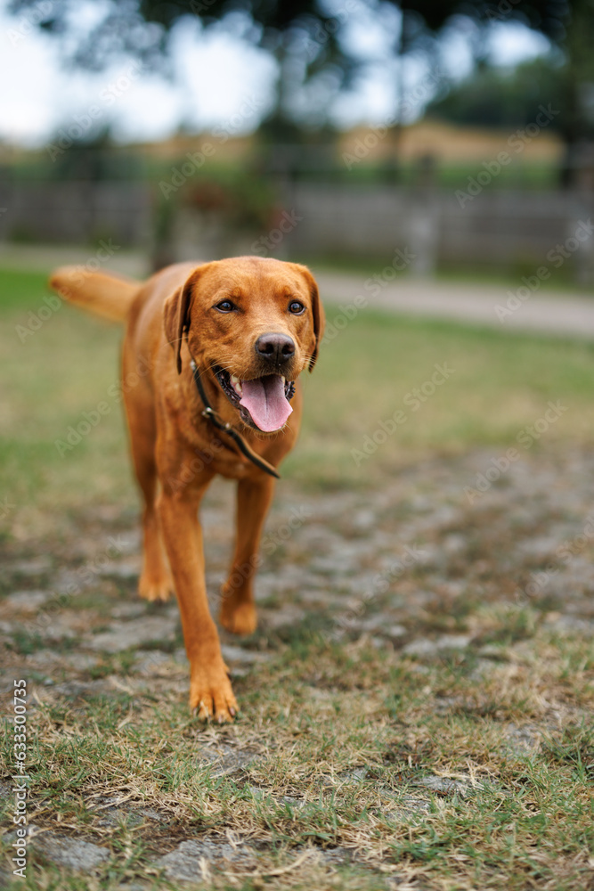 portrait of a brown labrador retriever dog in the garden in shallow depth of field in Piedmont portrait of a brown labrador retriever dog in the garden in shallow depth of field in Piedmont
