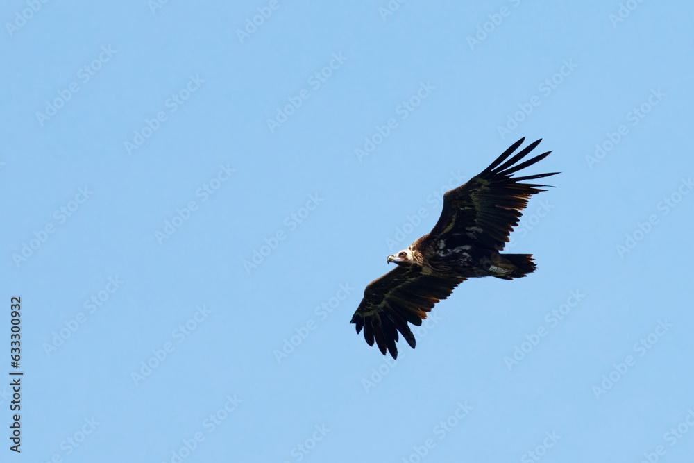 Vautour moine - Aegypius monachus Vautour moine - Aegypius monachus