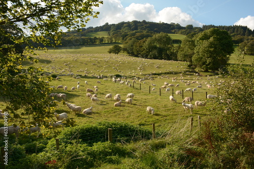 Sheep grazing in fields near Talybont Reservoir, Powys, Wales  photo