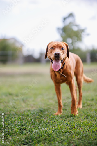 Fototapeta Naklejka Na Ścianę i Meble -  portrait of a brown labrador retriever dog in the garden in shallow depth of field in Piedmont
