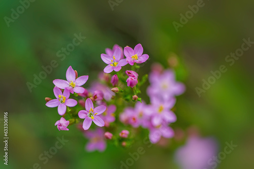 Pink flowers on a blurry background.