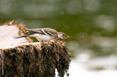 Young Pied Wagtail (Motacilla alba) attempts to catch an ephemerid fly on the river Usk, Monmouthshire photo