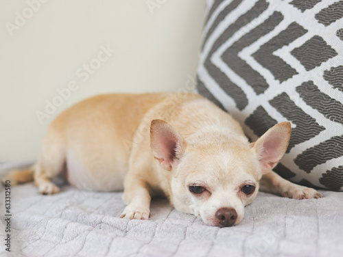 sad or sleepy brown short hair chihuahua dog lying down in bed. with grey and white pillow.