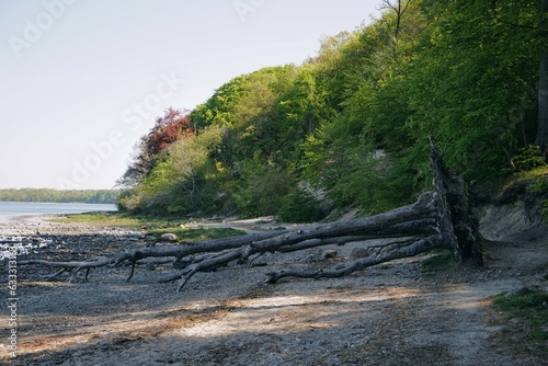 fallen trees at the beach