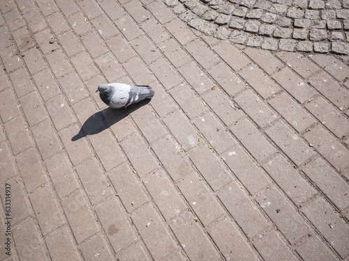 a pigeon walking on the pavement in the natural park in apital kyiv 