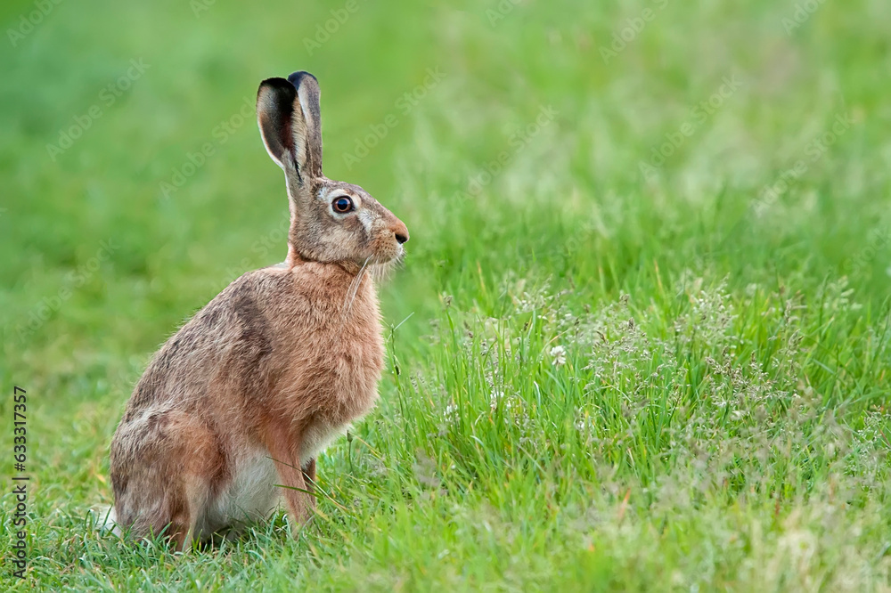 Fototapeta premium Hare in a clearing in the wild 
