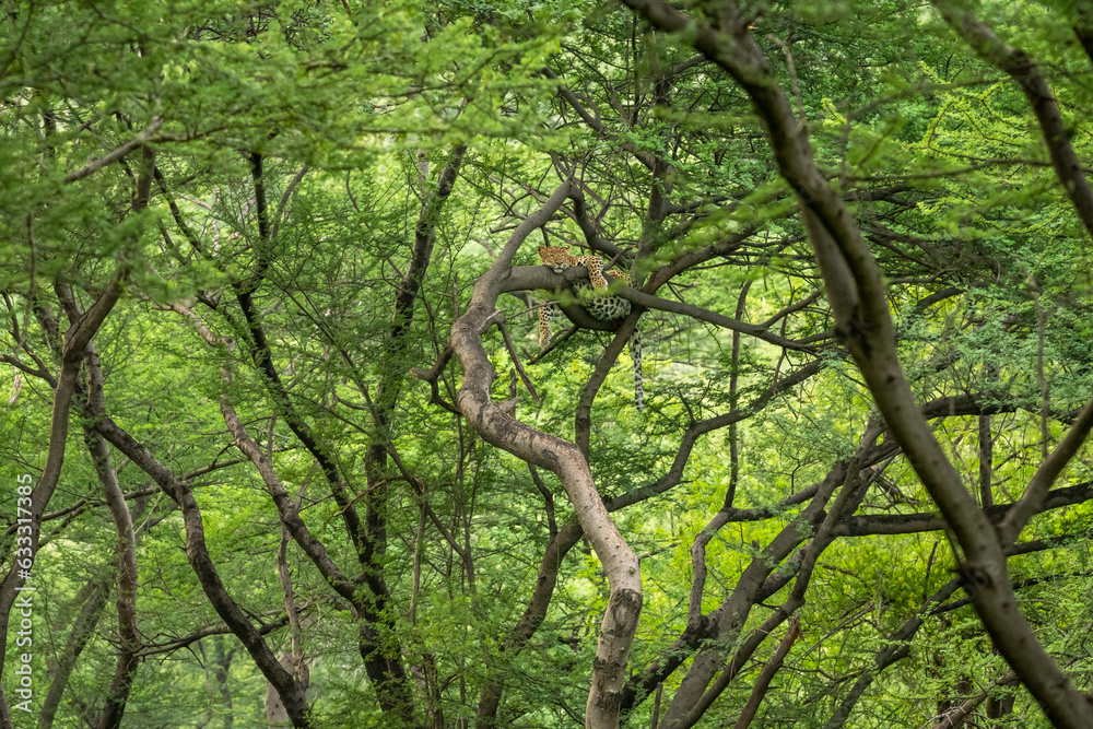 wild indian female leopard or panther or panthera pardus fusca hanging resting on branch of tree in monsoon season and natural scenic green background in forest of india asia