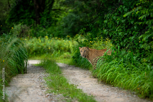 Indian wild male leopard or panther or panthera pardus fusca with an eye contact standing near track or trail in natural scenic monsoon season green background in wildlife jungle safari forest india photo