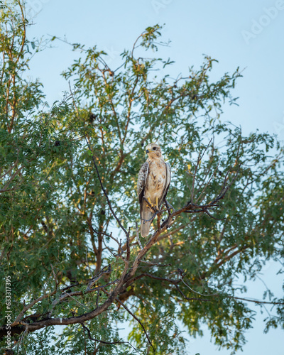 White eyed buzzard or Butastur teesa bird perched on tree in natural green and blue sky background at keoladeo national park bharatpur rajasthan india asia photo