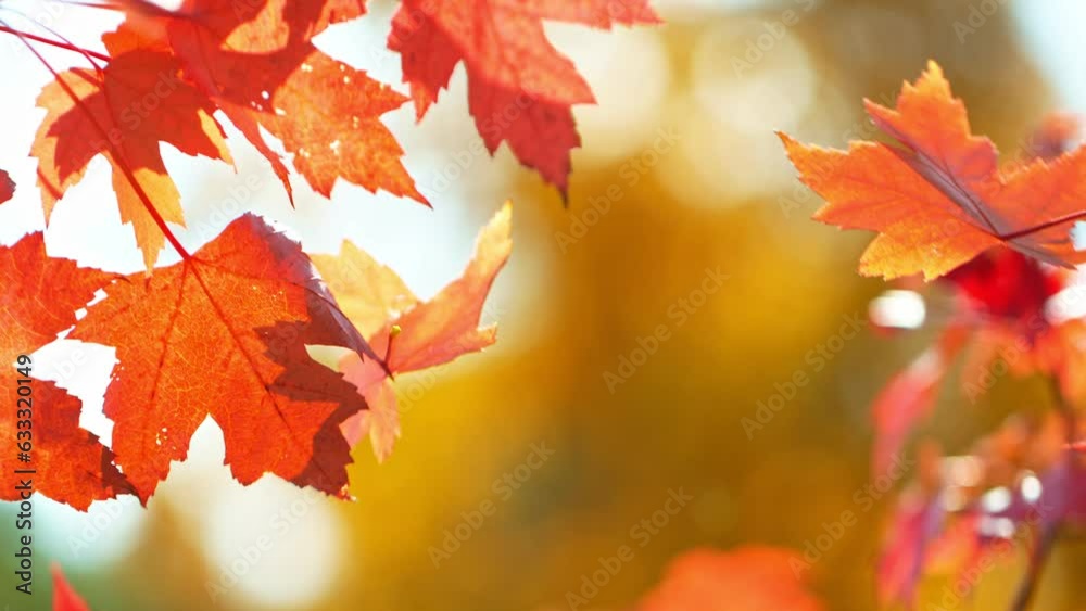 Super slow motion of falling autumn maple leaves against clear blue sky. Filmed on high speed cinema camera, 1000 fps.
