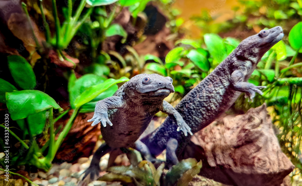 Pleourodeles waltl in the aquarium with sand and Anubias plants - Spanish ribbed newt, also known as the Iberian ribbed newt. Pleourodeles waltl in the aquarium with sand and Anubias plants - Spanish ribbed newt, also known as the Iberian ribbed newt.