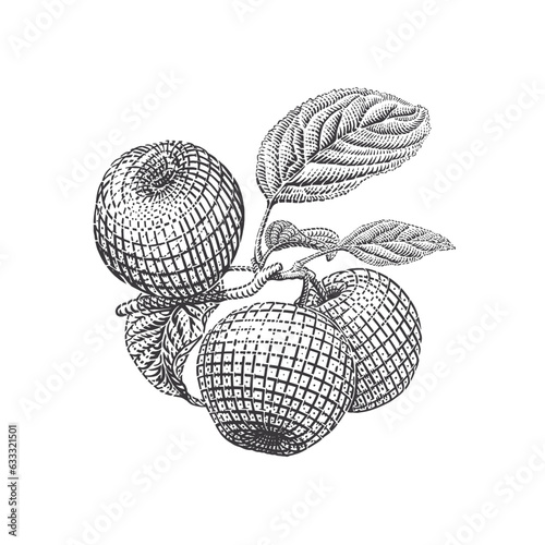 Apple branch hand drawing vintage engraving illustration isolate on white background. Hand drawn tree branch with apples and leaves