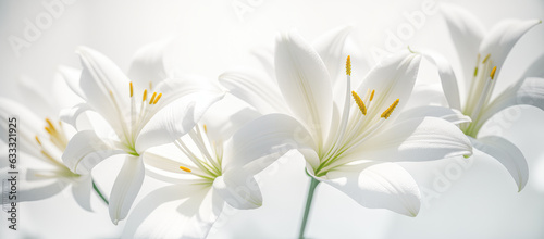white lily flowers banner. Close up of white lily flowers on white background. wide banner. Generative AI