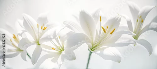 Panel kuchenny z motywem white lily flowers banner. Close up of white lily flowers on white background. wide banner. Generative AI