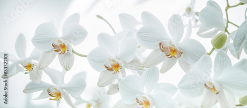 white orchid flowers banner. Close up of white orchid flowers on white background. wide banner. Generative AI © Celt Studio