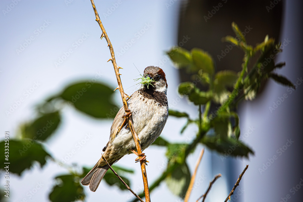Naklejka premium House Sparrow perched on black berry branch, with grasshopper in its beak