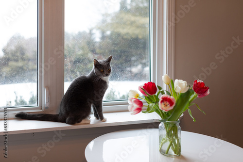 A gray cat looking at a vase of tulip by the window. 