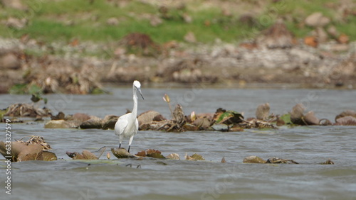 Tiruchirapalli,Tamilnadu, india-july 2023 two White Crane Bird on the lake waiting for fish
