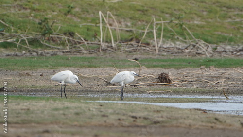 Tiruchirapalli,Tamilnadu, india-july 2023 two White Crane Bird on the lake waiting for fish