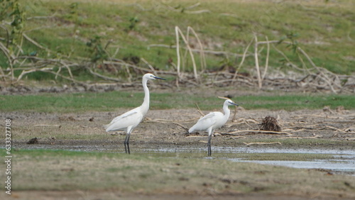 Tiruchirapalli,Tamilnadu, india-july 2023 two White Crane Bird on the lake waiting for fish
