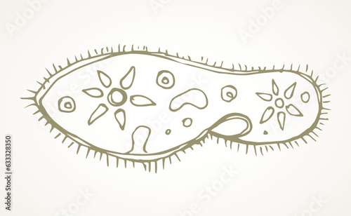 Paramecium caudatum. Vector drawing icon