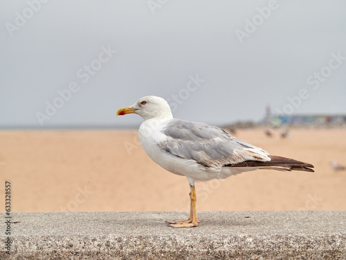 Yellow legged Gull. Larus michahellis