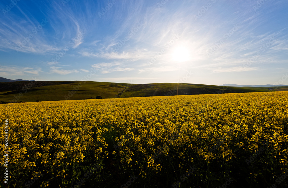A beautiful landscape showing farmland planted with Canola, near Caledon, Western Cape, South Africa.
