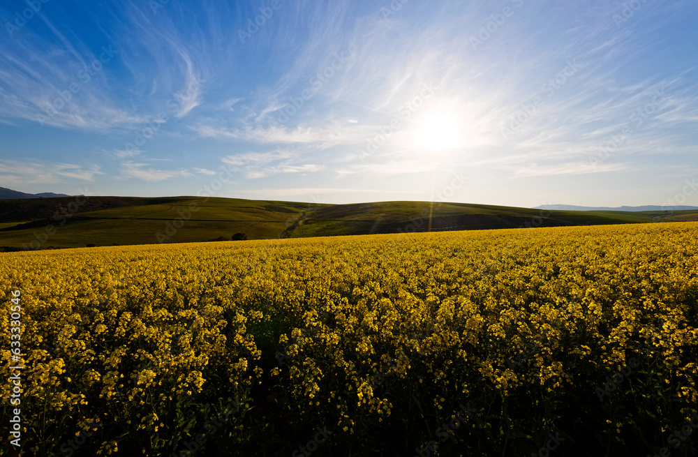 Fototapeta premium A beautiful landscape showing farmland planted with Canola, near Caledon, Western Cape, South Africa.