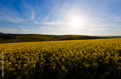 A beautiful landscape showing farmland planted with Canola  near Caledon  Western Cape  South Africa.