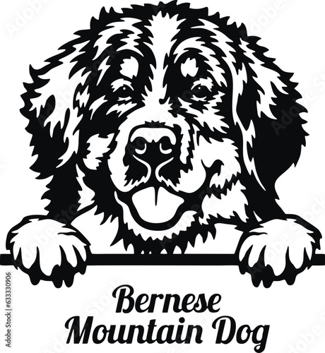 Bernese Mountain Dog Peeking Dog - head isolated on white