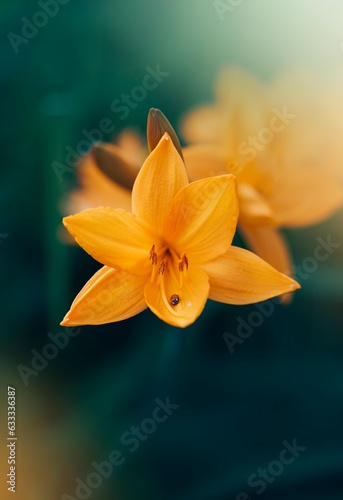 Close up of a single orange daylily flower. Teal blue contrasting background with soft focus, blurred elements and bokeh bubbles. Bright colorful subject against dark and moody background (ID: 633336387)
