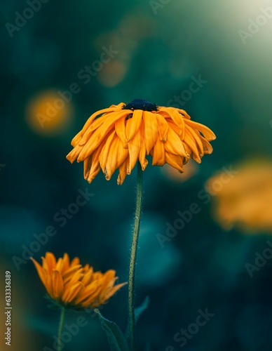 Close up of a single yellow rudbeckia flower. Teal blue contrasting background with soft focus, blurred elements and bokeh bubbles. Bright colorful subject against dark and moody background (ID: 633336389)