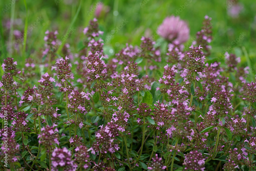Obraz premium Closeup on blossoming broad-leaved or lemon thyme, Thymus pulegioides in a meadow